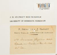 Dicranum flagellare image