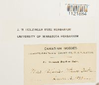 Dicranum flagellare image