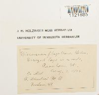 Dicranum flagellare image