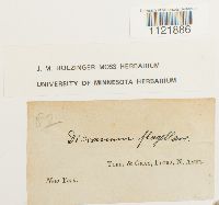 Dicranum flagellare image