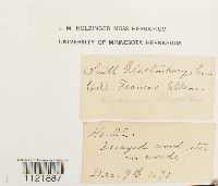 Dicranum flagellare image