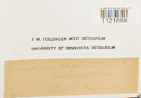 Dicranum flagellare image