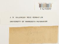 Dicranum flagellare image