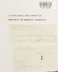 Dicranum flagellare image