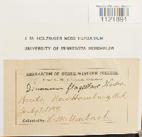 Dicranum flagellare image
