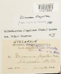 Dicranum flagellare image