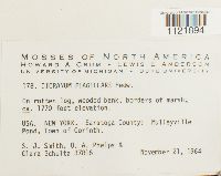 Dicranum flagellare image