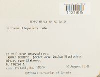 Dicranum flagellare image