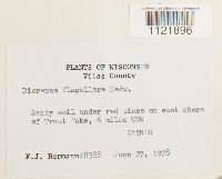 Dicranum flagellare image