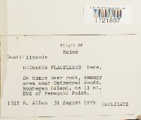 Dicranum flagellare image