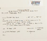 Dicranum flagellare image