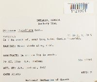 Dicranum flagellare image