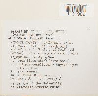 Dicranum flagellare image