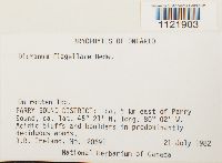 Dicranum flagellare image