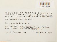 Dicranum flagellare image