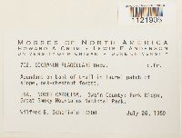 Dicranum flagellare image