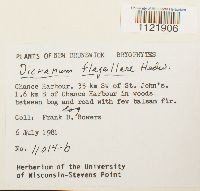 Dicranum flagellare image