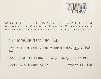 Dicranum flagellare image