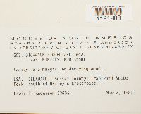 Dicranum flagellare image