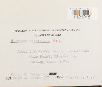 Dicranum fuscescens var. flexicaule image