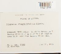 Dicranum fragilifolium image