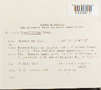 Dicranum fragilifolium image