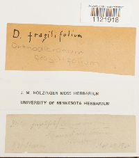 Dicranum fragilifolium image