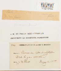 Dicranum fragilifolium image