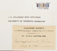 Dicranum fragilifolium image