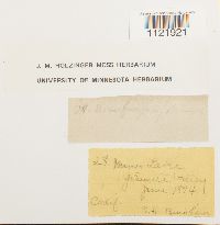 Dicranum fragilifolium image