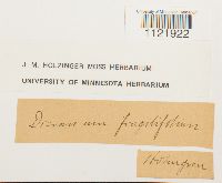 Dicranum fragilifolium image