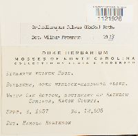 Dicranum fulvum image