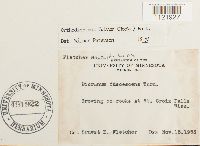 Dicranum fulvum image