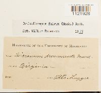 Dicranum fulvum image