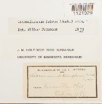 Dicranum fulvum image