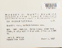 Dicranum fulvum image