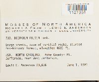 Dicranum fulvum image