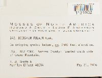 Dicranum fulvum image