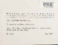 Dicranum fulvum image