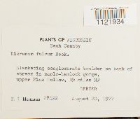 Dicranum fulvum image