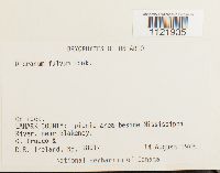 Dicranum fulvum image