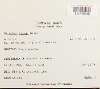 Dicranum fulvum image