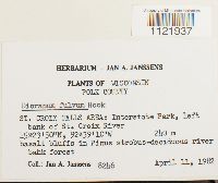 Dicranum fulvum image