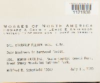 Dicranum fulvum image