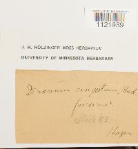 Dicranum fuscescens image