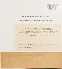 Dicranum fuscescens image