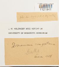 Dicranum fuscescens image