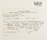 Dicranum fuscescens image