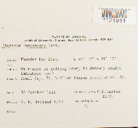 Dicranum fuscescens image