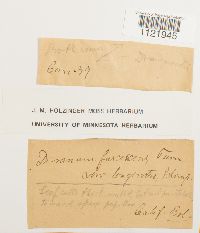 Dicranum fuscescens image